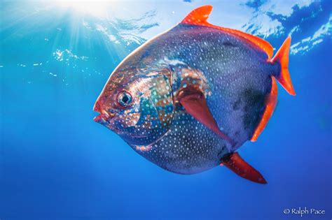 opah fish|Opah .